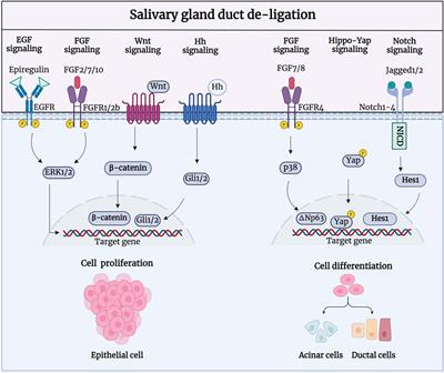 Duct ligation/de-ligation model: exploring mechanisms for salivary gland injury and regeneration